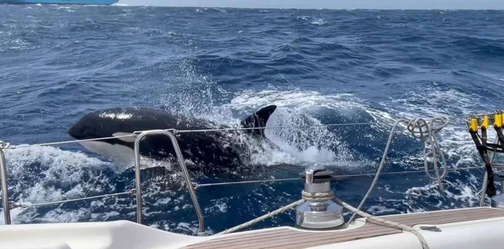 una orca junto a un buque en el Estrecho