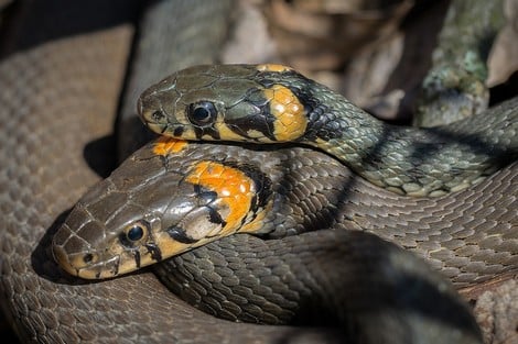 serpientes venenosas en Marruecos