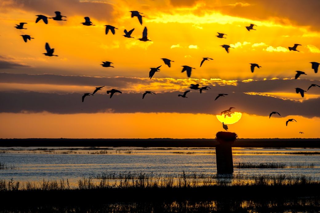 Aves en el Parque Nacional de Doñana