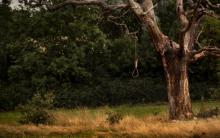 árbol con una soga