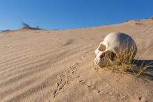 desierto inhóspito con una calavera