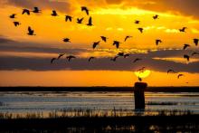 Aves en el Parque Nacional de Doñana